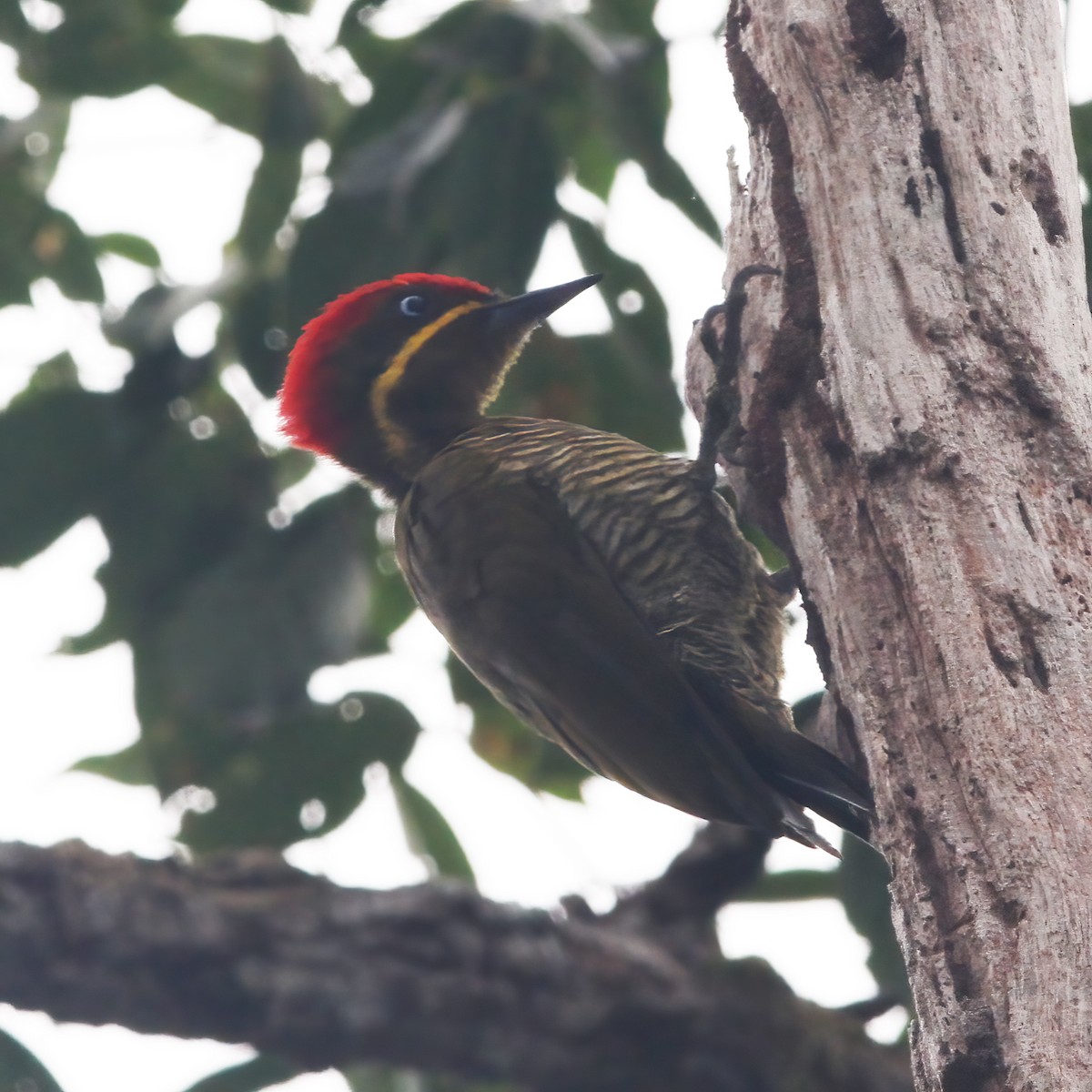 Golden-green Woodpecker - ML610648942