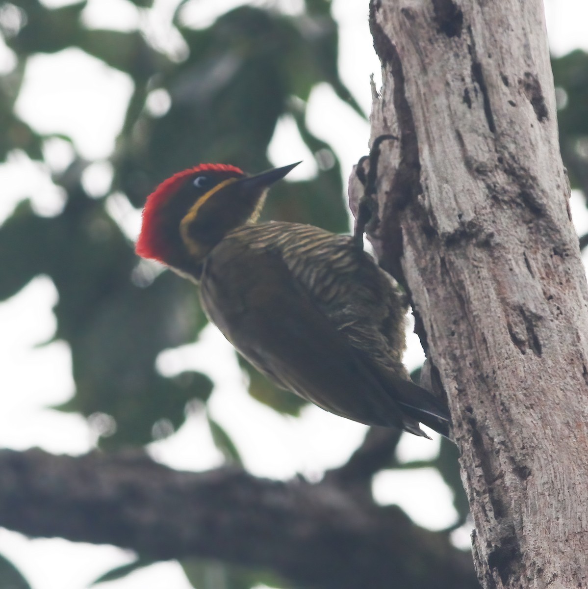 Golden-green Woodpecker - ML610648943