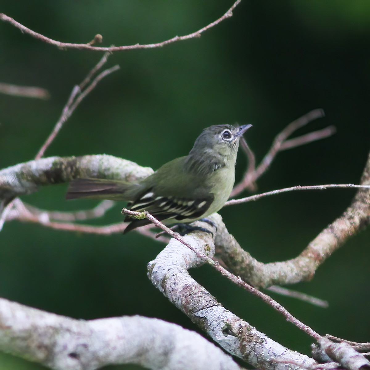 Gray-crowned Flatbill - ML610648973