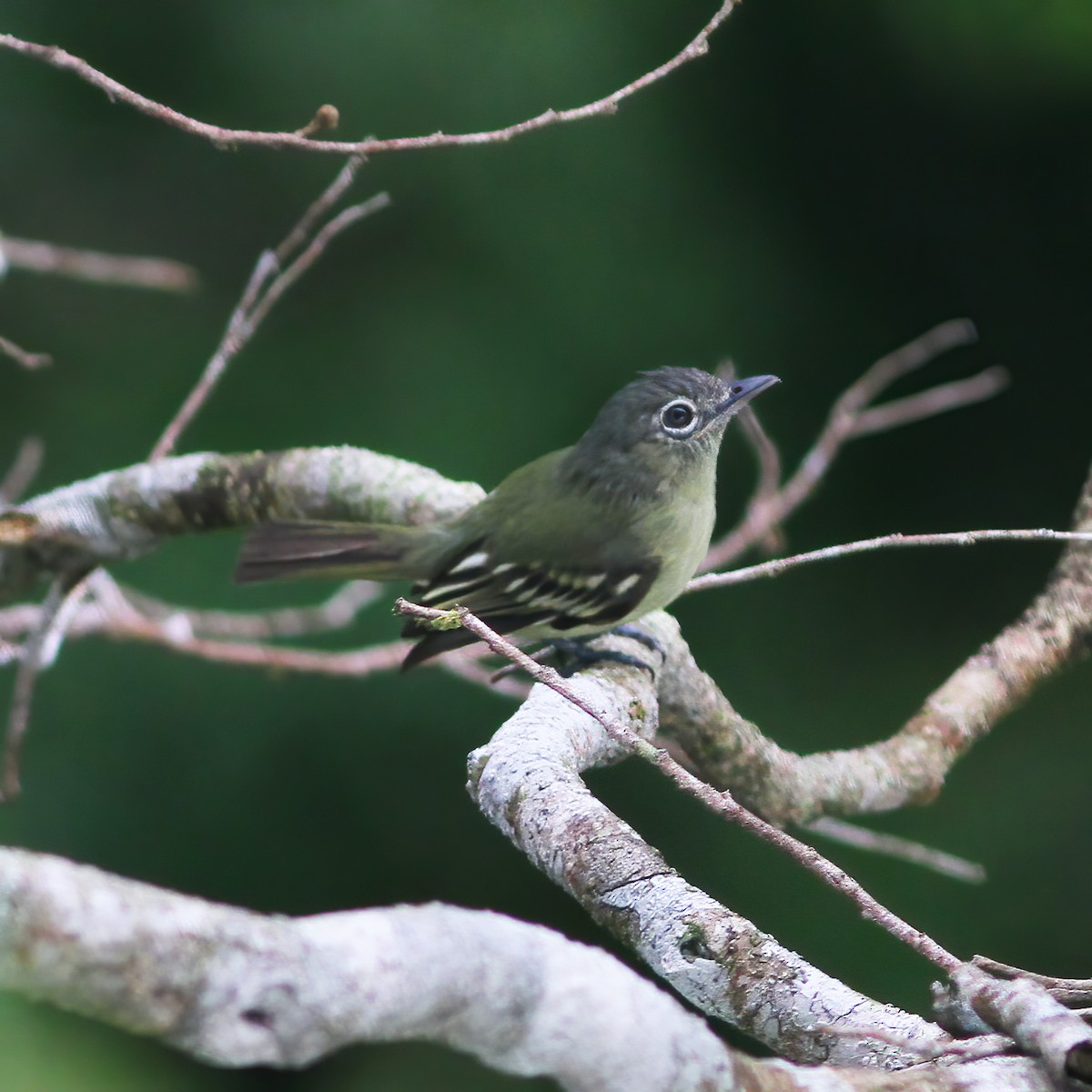 Gray-crowned Flatbill - ML610648974