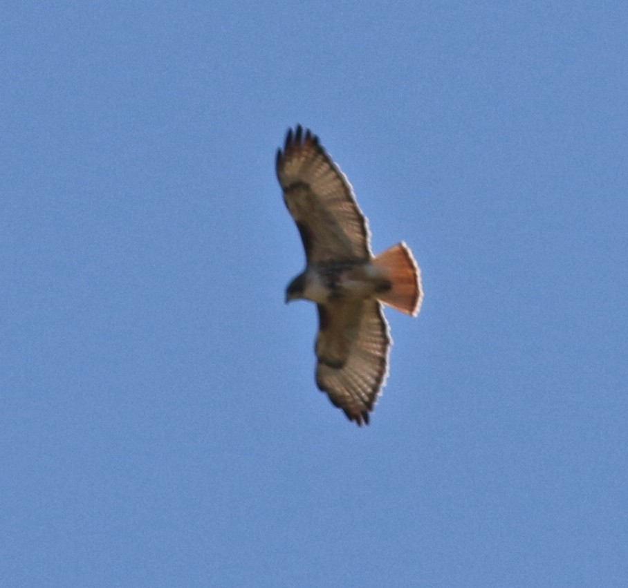 Red-tailed Hawk - ML610649375