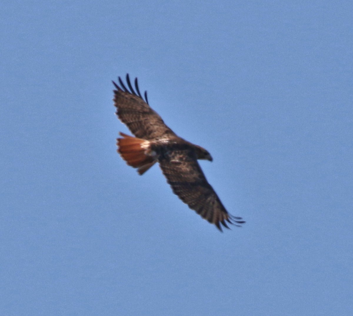 Red-tailed Hawk - ML610649376