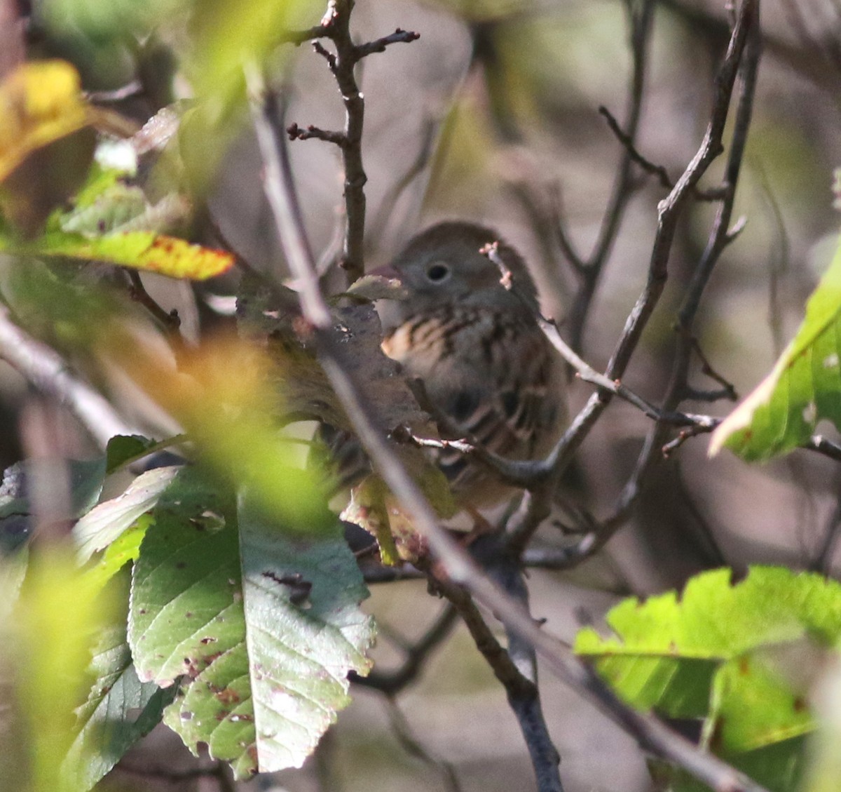 Field Sparrow - Lorraine Lanning