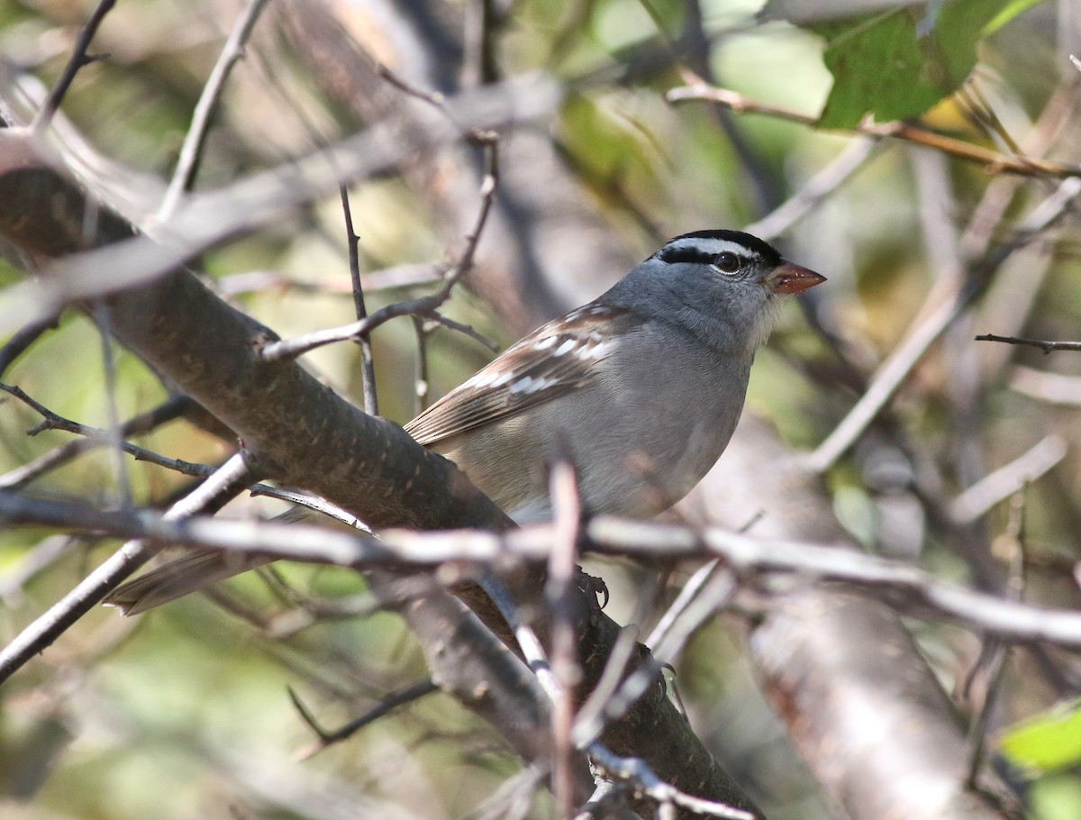 White-crowned Sparrow - ML610649418