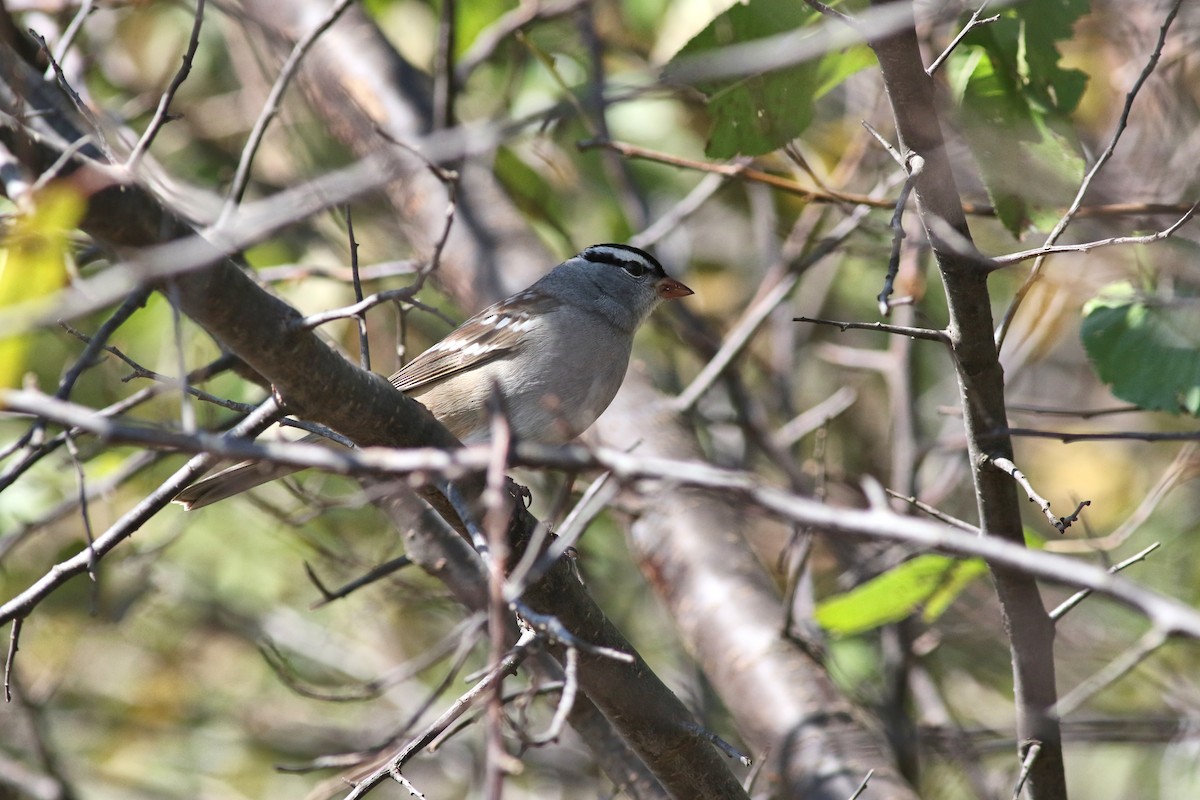 White-crowned Sparrow - ML610649419