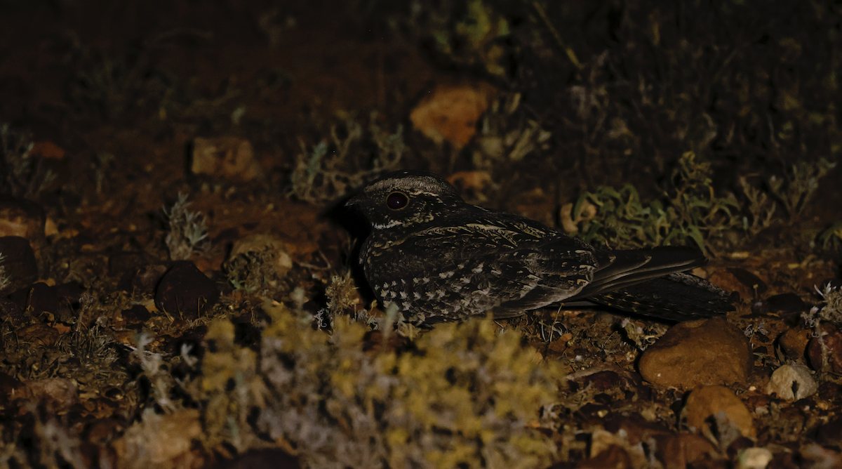 Spotted Nightjar - ML610649732