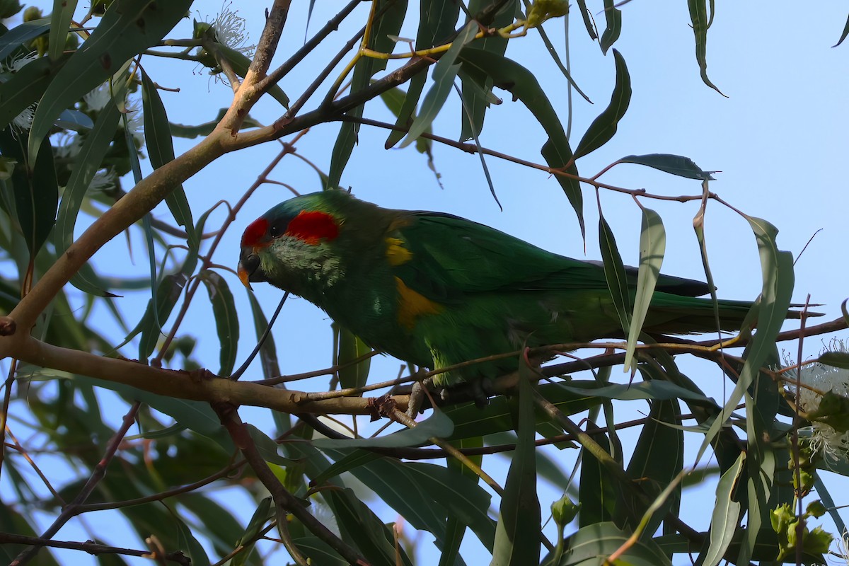eBird Checklist 2 Nov 2023 Lugarno AUNSW 33.98621, 151.04366 10