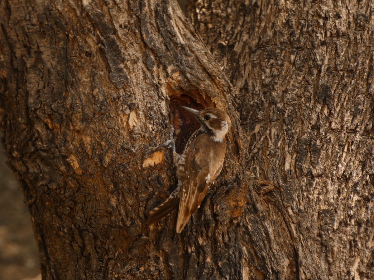 Arizona Woodpecker - ML610650491