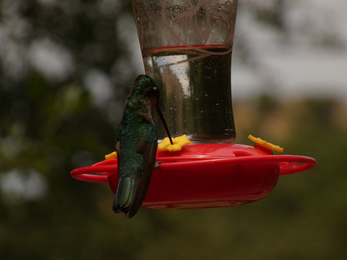 Rivoli's Hummingbird - ML610650506