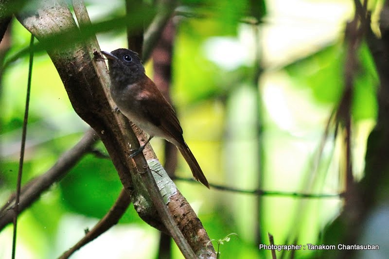 paradise-flycatcher sp. - Tanakorn Chantasuban