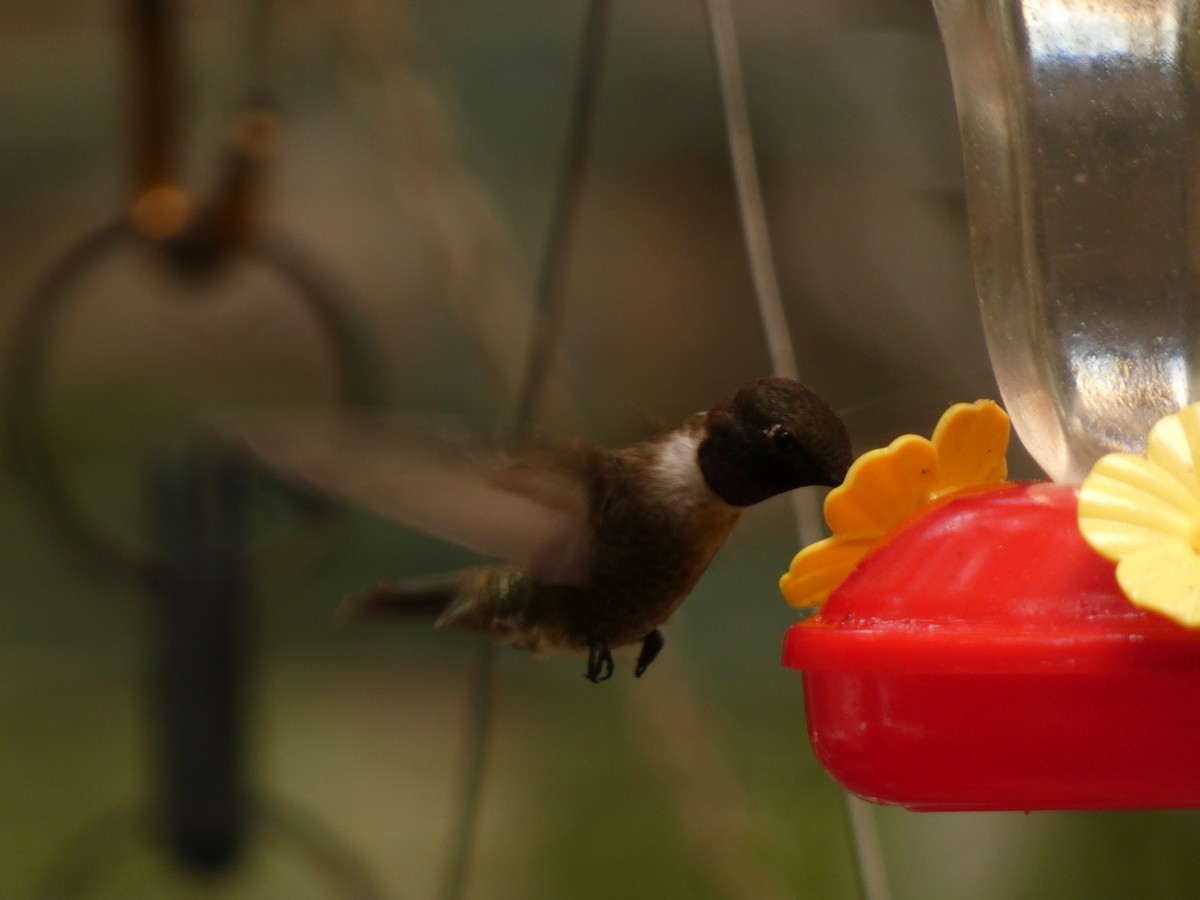 Black-chinned Hummingbird - ML610650674