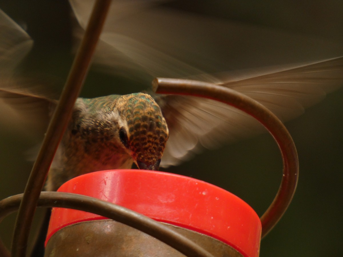Broad-billed Hummingbird - ML610650715