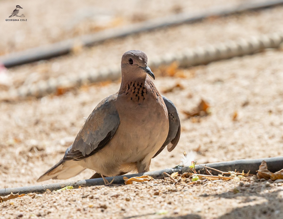 Laughing Dove - ML610650727
