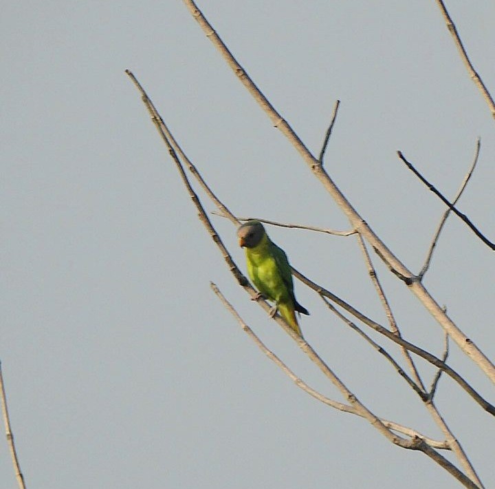 鸚鵡目(parakeet sp.) - ML610650824
