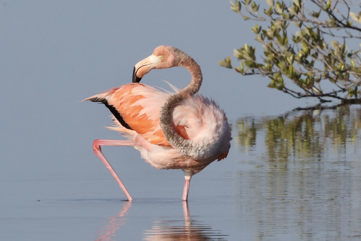 American Flamingo - ML610651153