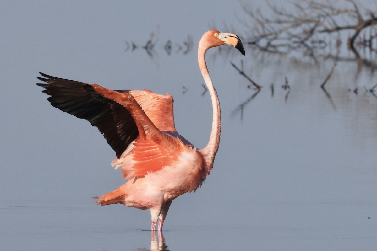 American Flamingo - ML610651165