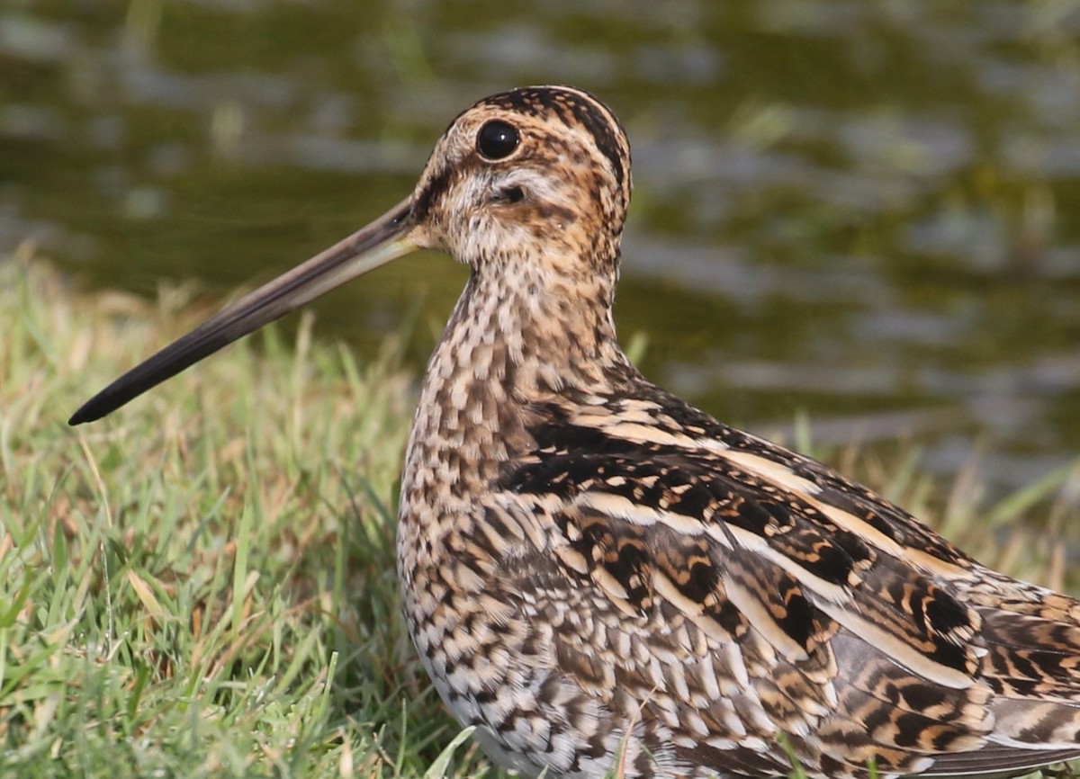 Wilson's Snipe - ML610651448