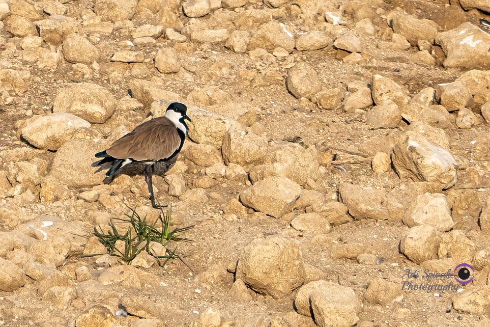 Spur-winged Lapwing - ML610652324
