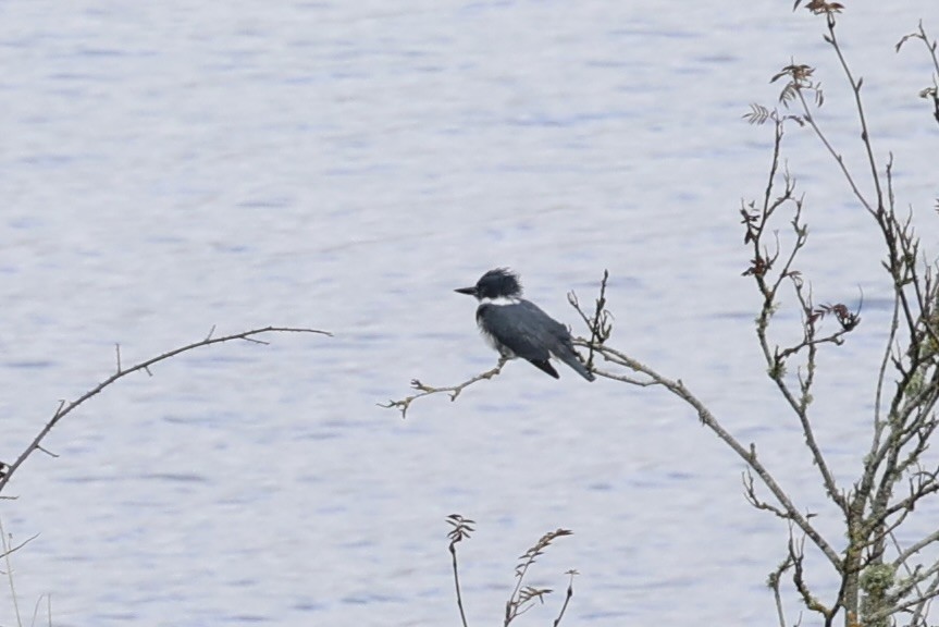 Belted Kingfisher - ML610652593