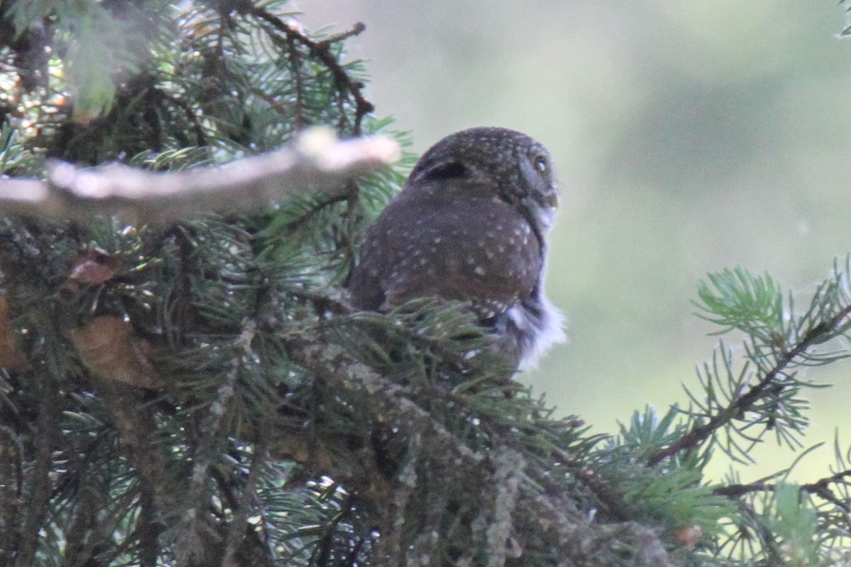 Northern Pygmy-Owl - Daniel Donnecke