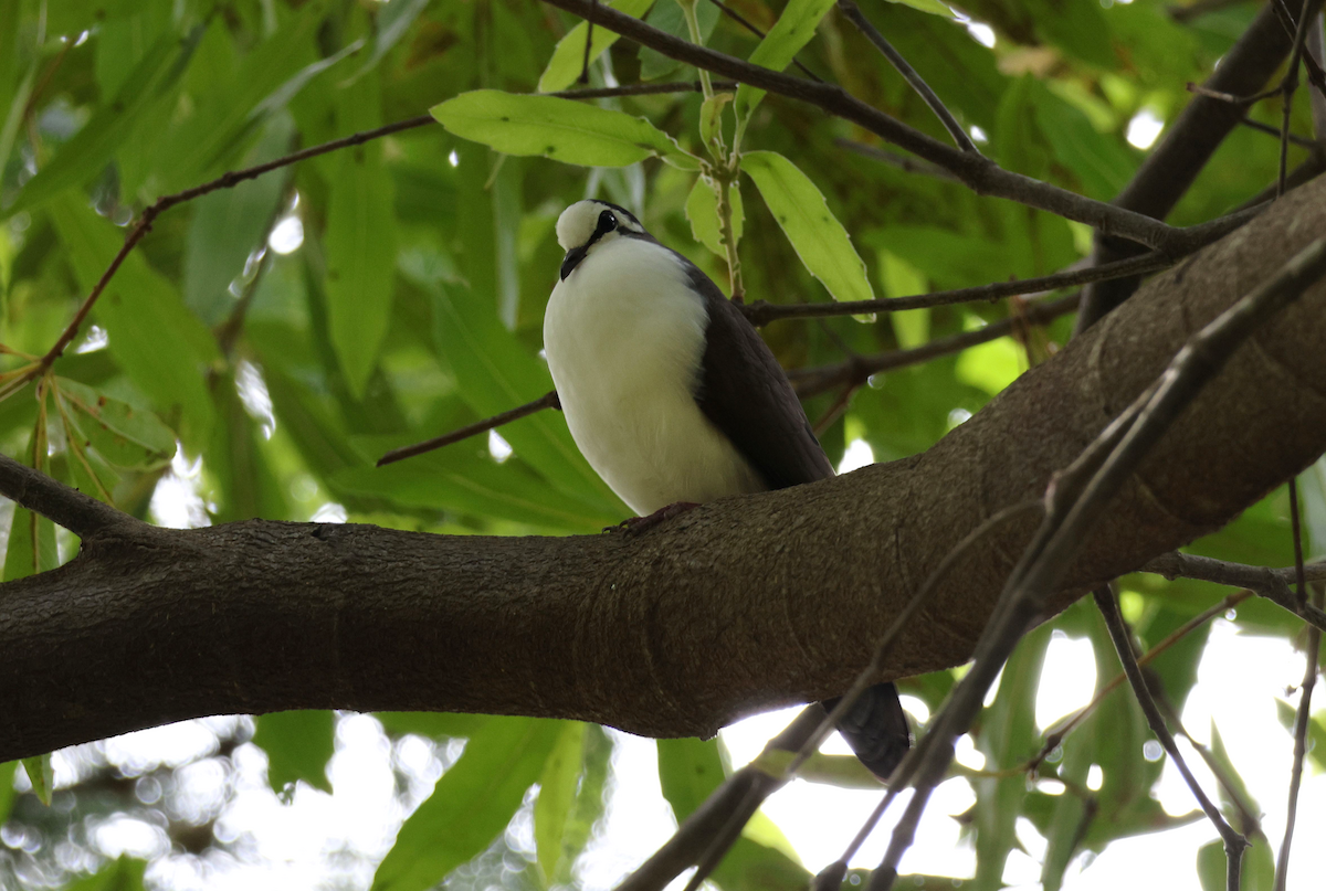 Tambourine Dove - ML610652806