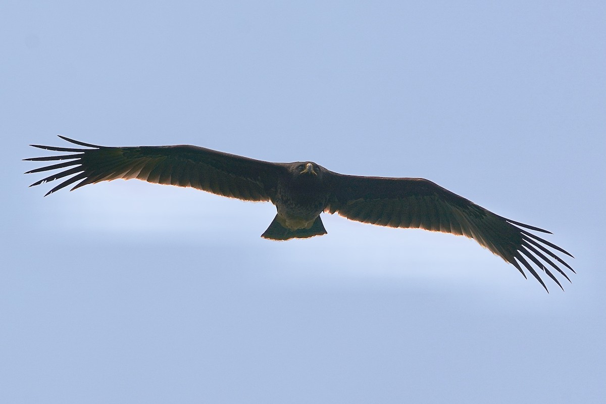 Greater Spotted Eagle - ML610652836