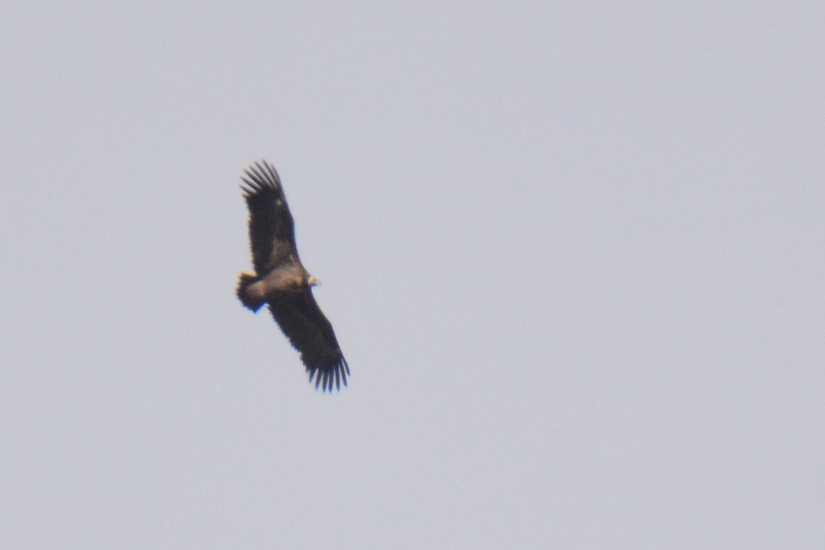 Cinereous Vulture - ML610653501