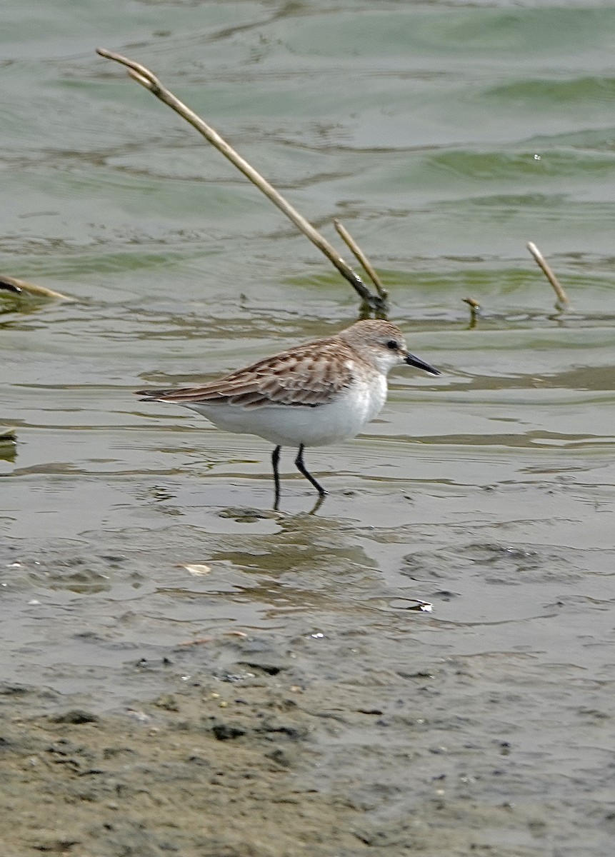 Red-necked Stint - Howie Nielsen
