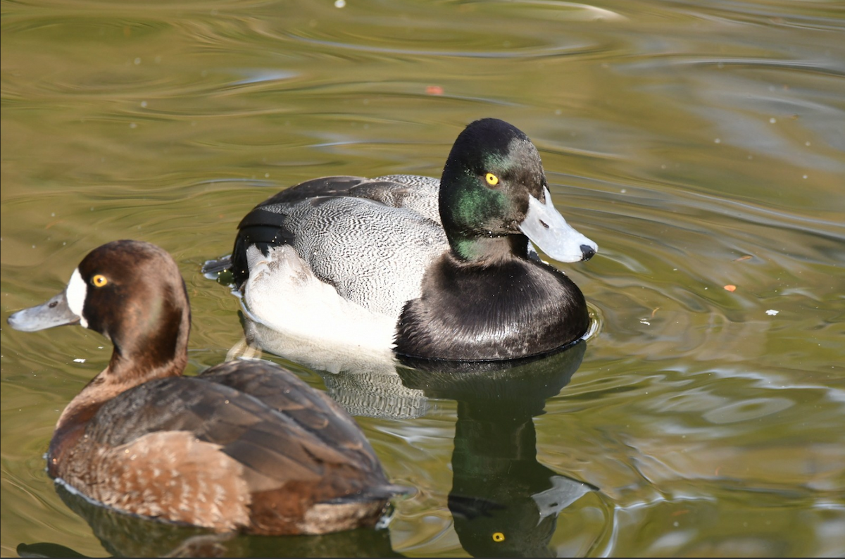 Greater Scaup - ML610653861
