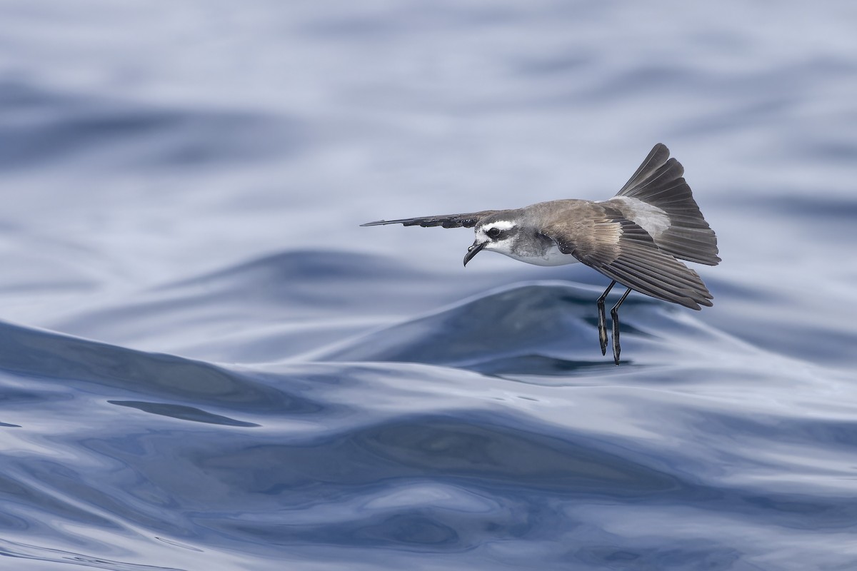 White-faced Storm-Petrel - ML610653919