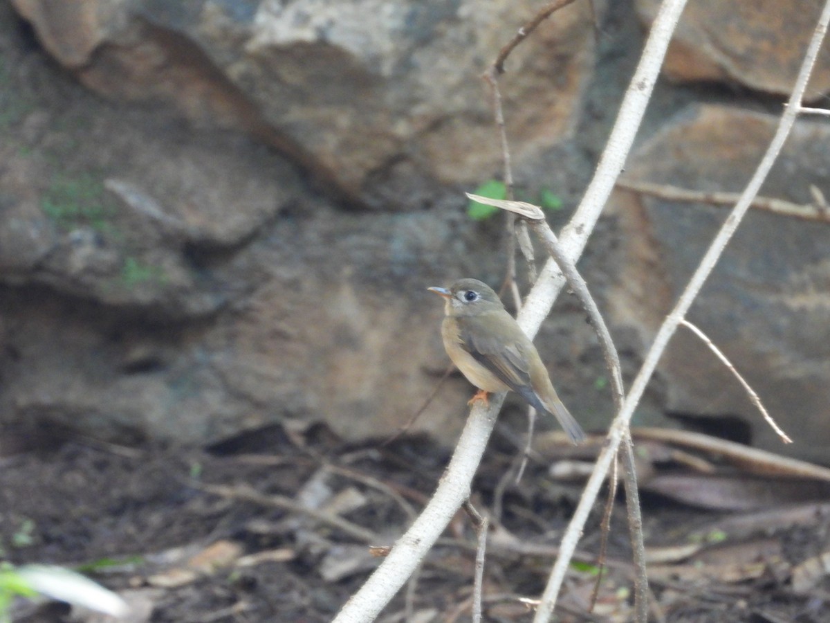 Brown-breasted Flycatcher - ML610654119
