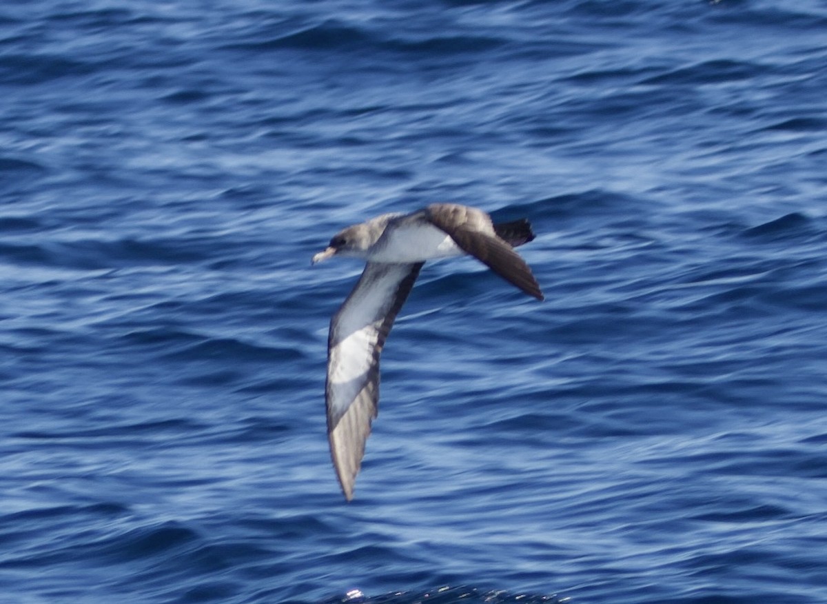 Pink-footed Shearwater - ML610654475