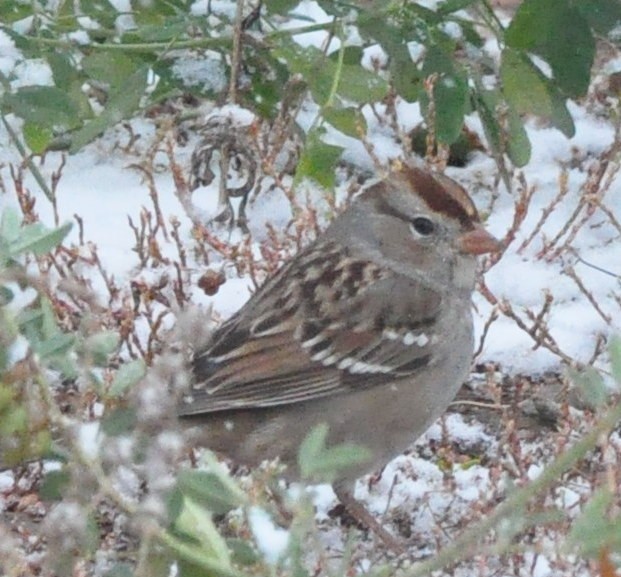 White-crowned Sparrow - ML610654545