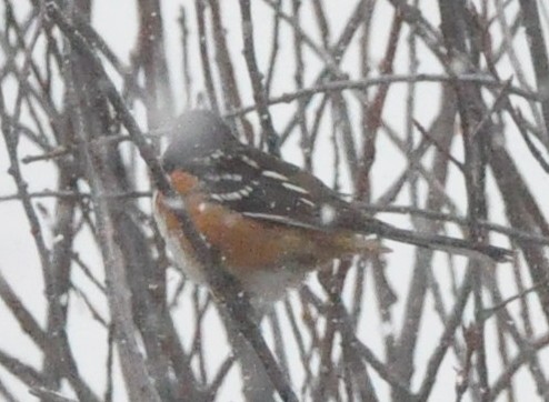 Spotted Towhee - ML610654551