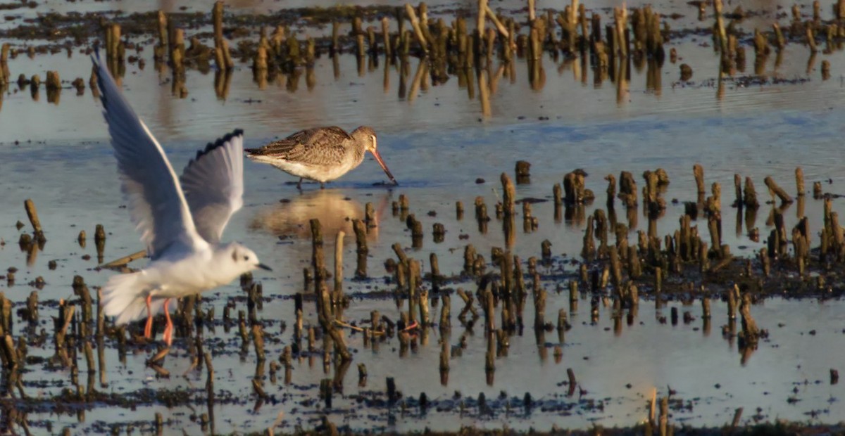 eBird Checklist 1 Nov 2023 Quanicassee, Michigan 2 species