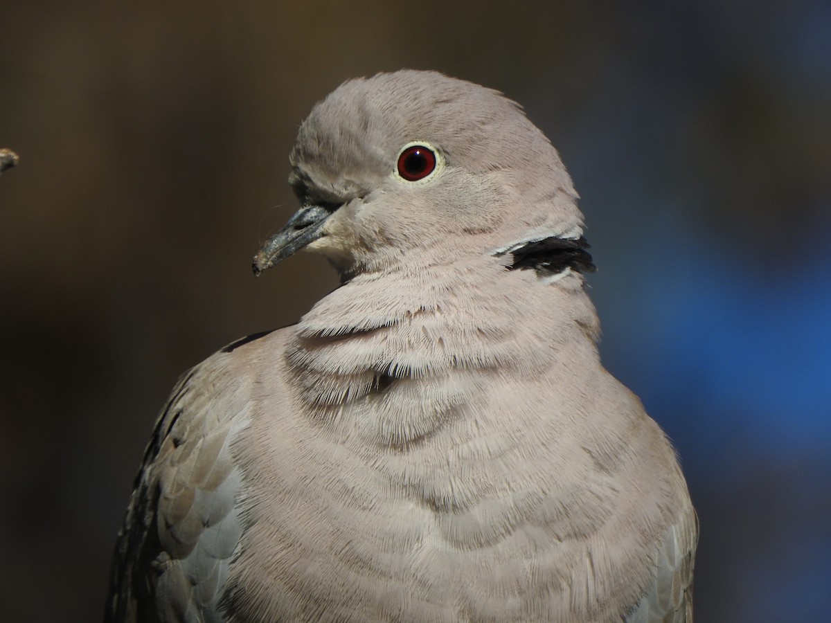Eurasian Collared-Dove - ML610654737