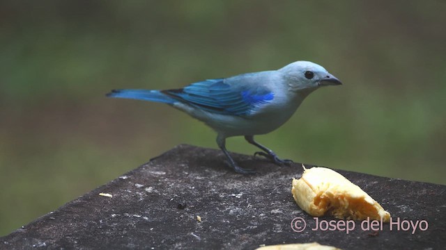 Blue-gray Tanager - ML610654872