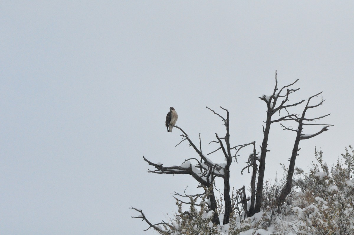 Red-tailed Hawk - ML610654890