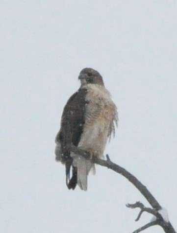 Red-tailed Hawk - ML610654892