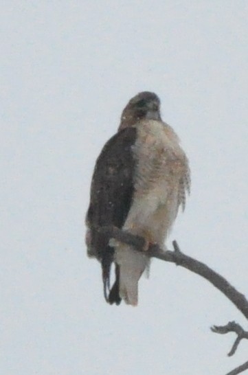 Red-tailed Hawk - ML610654899