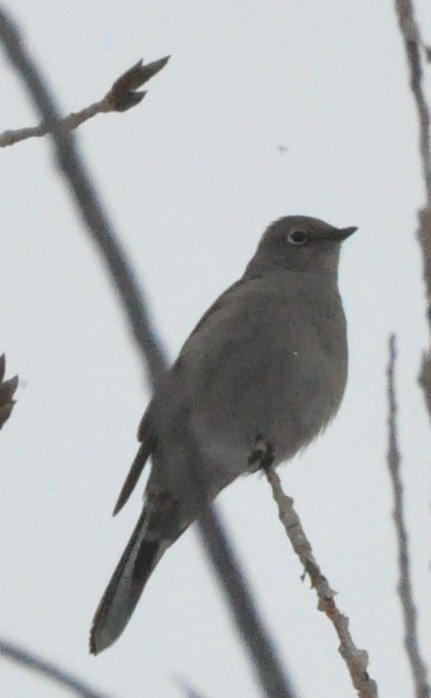 Townsend's Solitaire - ML610654905