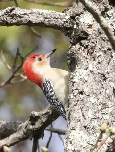 Red-bellied Woodpecker - ML610655134