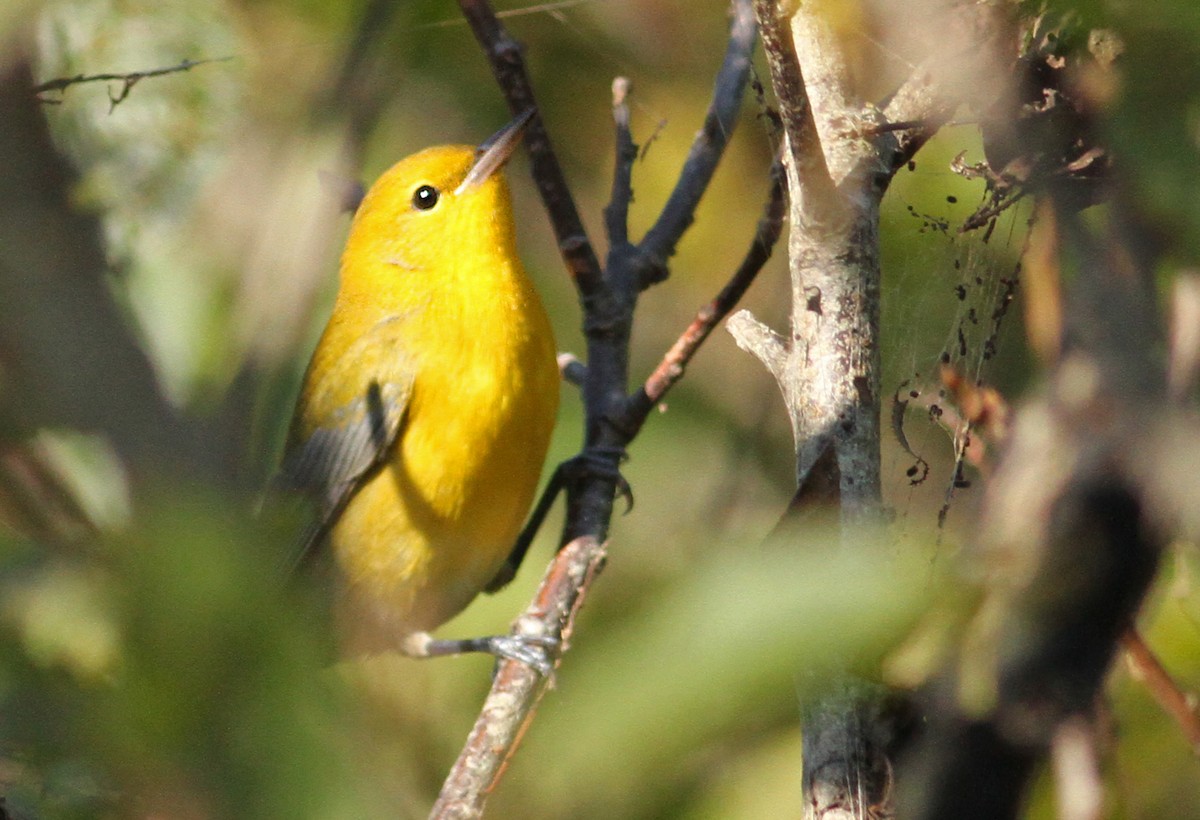 Prothonotary Warbler - ML61065541