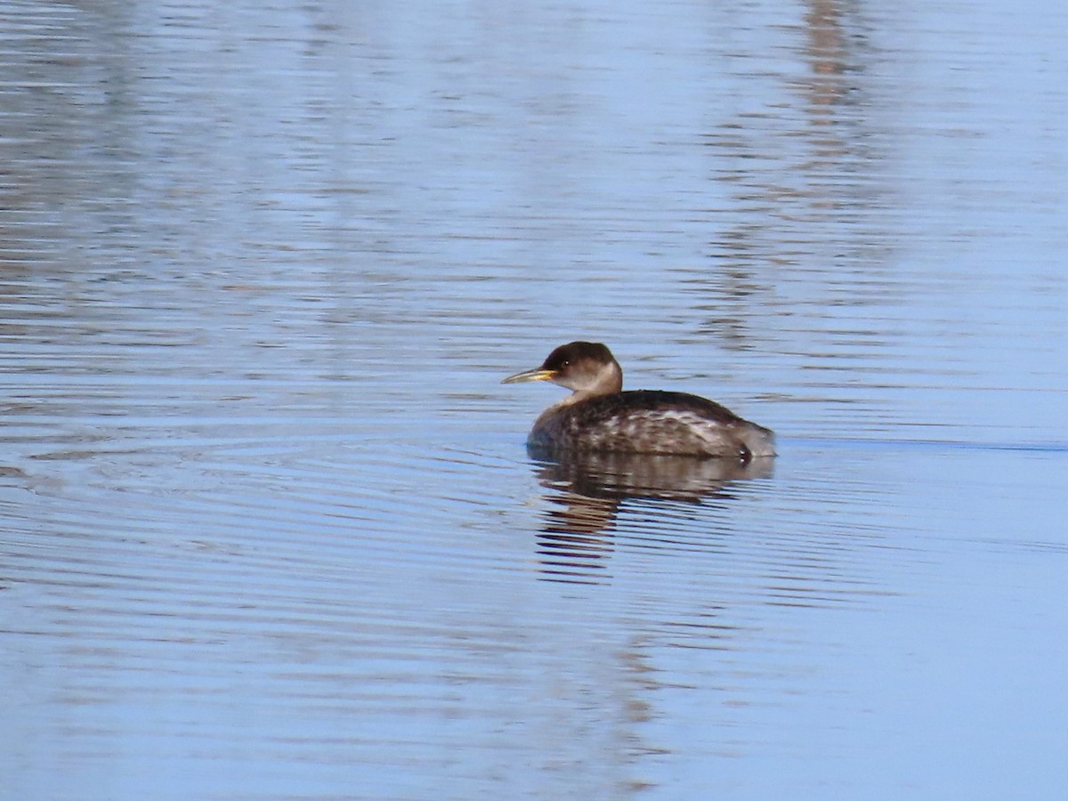 Red-necked Grebe - ML610655633