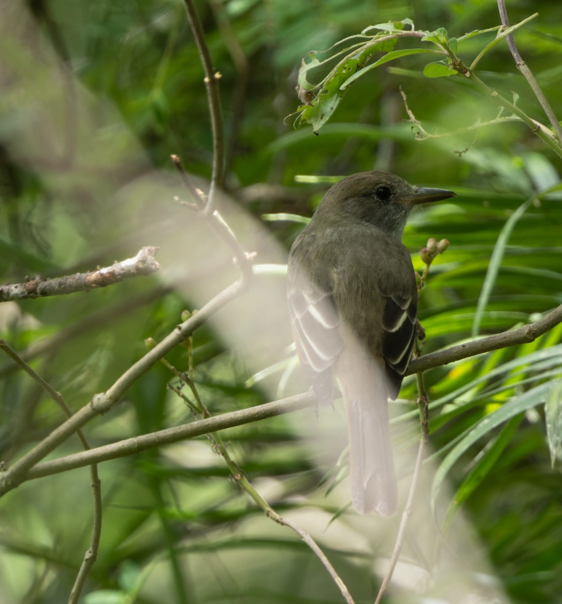 Great Crested Flycatcher - ML610656050