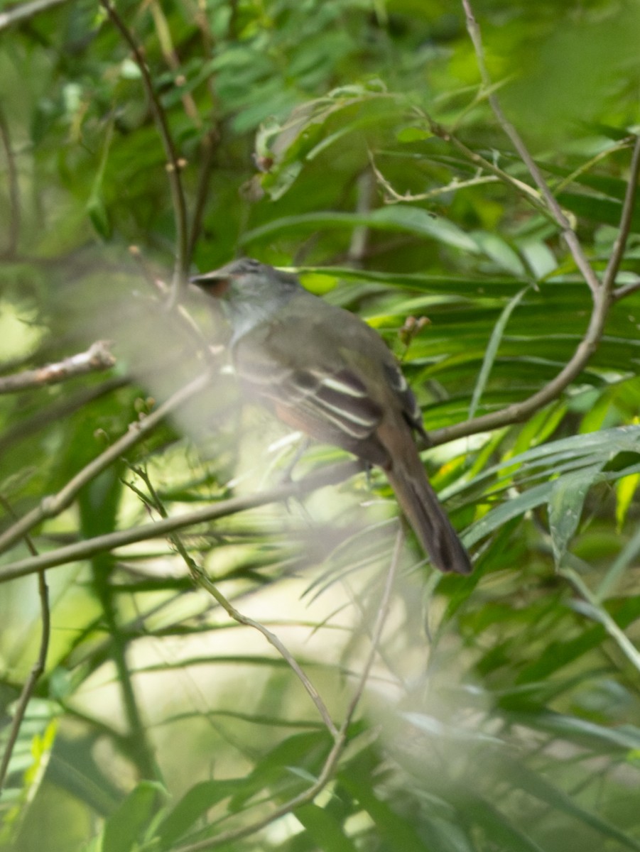 Great Crested Flycatcher - ML610656075