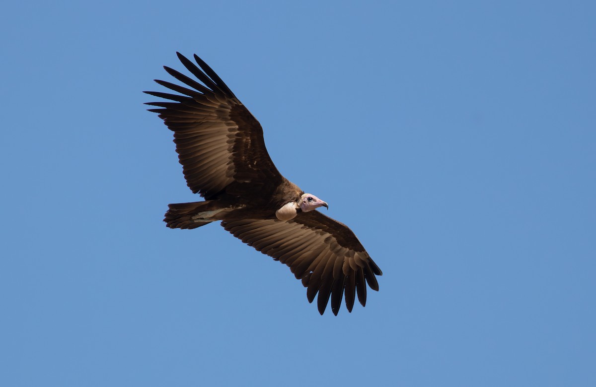 Hooded Vulture - ML610656163