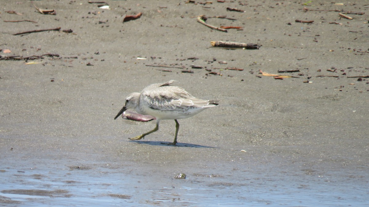 Red Knot - ML610656206