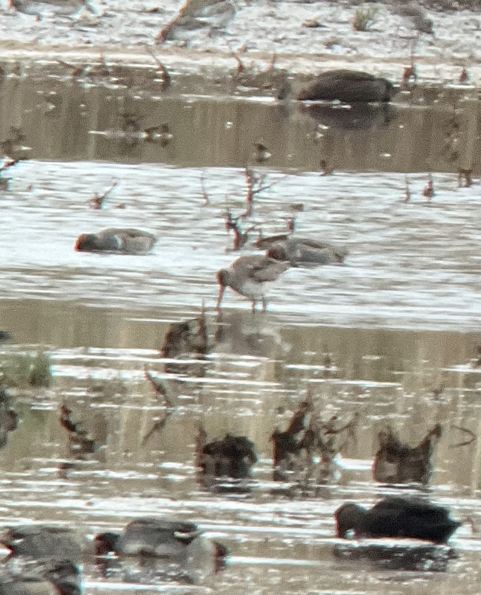 Ebird Checklist Nov Plum Island Please Use More Refined