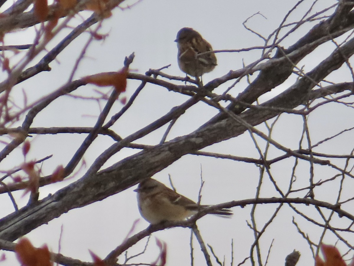 American Tree Sparrow - ML610656546